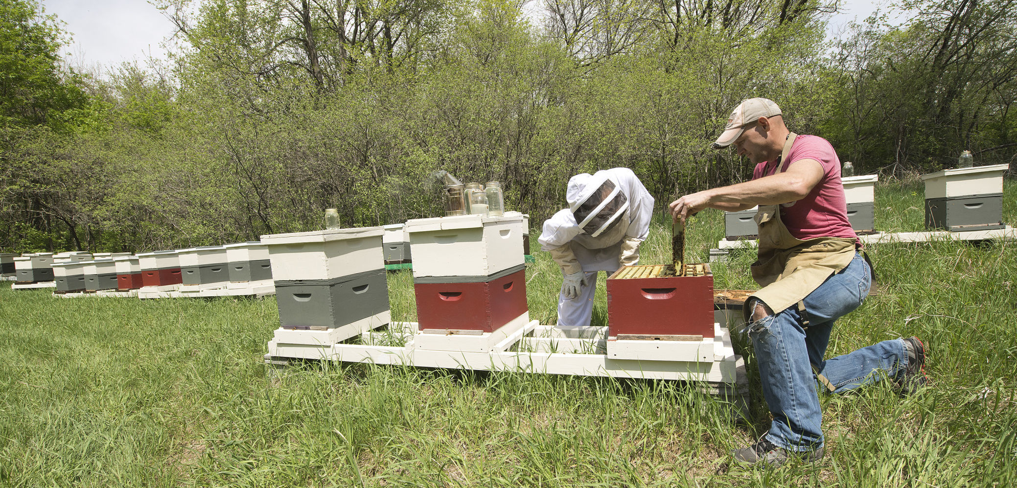 Wild Hill Honey new bees